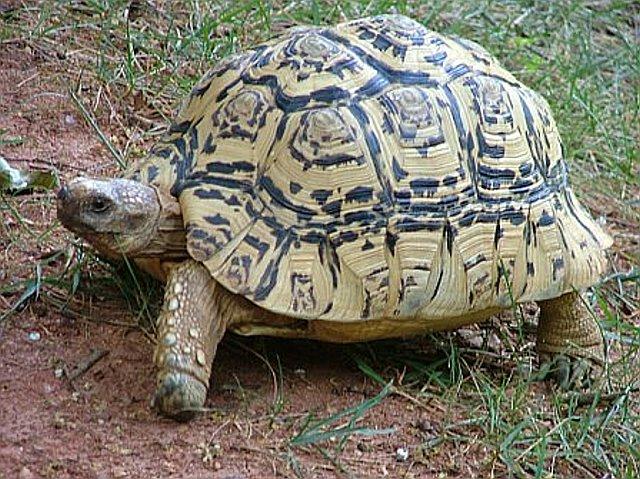 leopard-tortoise.jpg